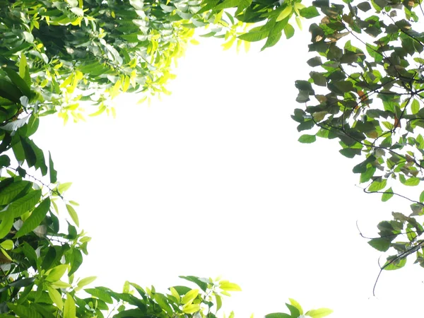 Lente natuur groene frame — Stockfoto