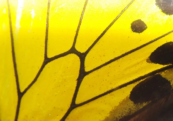 Butterfly wing detail yellow pattern — Stock Photo, Image