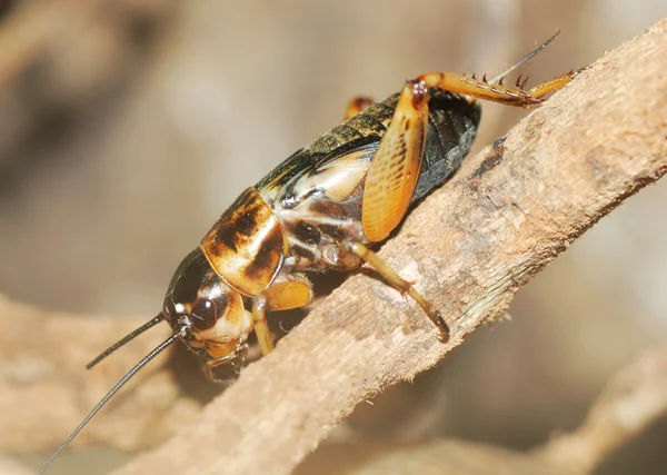 Stock image Insect cricket