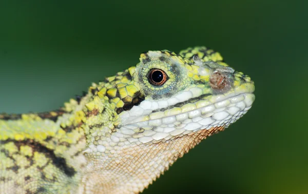 中国绿色蜥蜴的头 — 图库照片