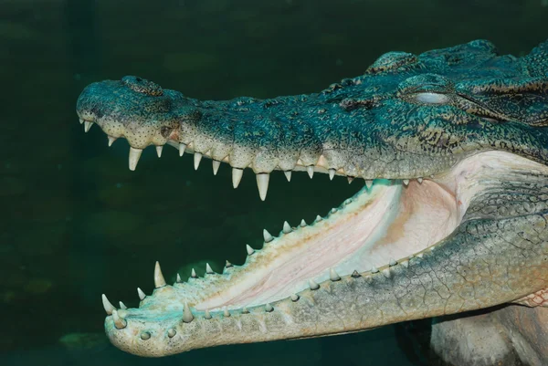 Crocodile open mouth — стоковое фото