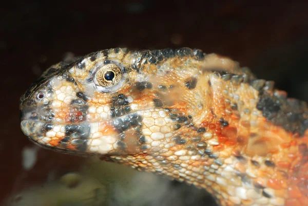 Cabeza de lagarto cocodrilo chino — Foto de Stock