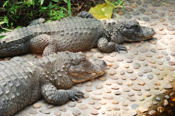 Chinese Alligator — Stockfoto