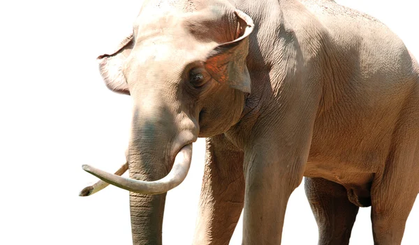 고립 된 동물 코끼리 — 스톡 사진