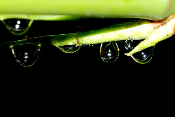 Natur bambu vattendroppe — Stockfoto