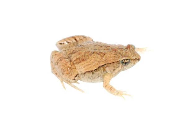 Браун жаби, ізольовані — стокове фото