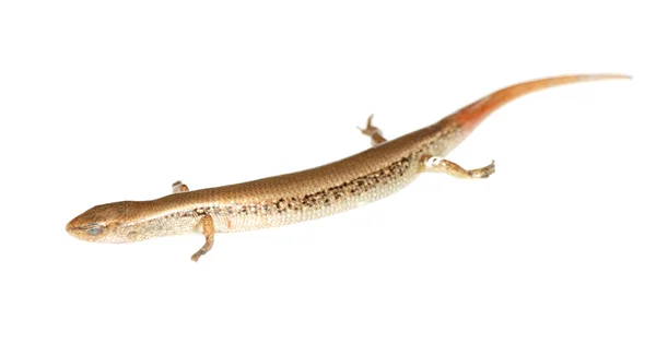 Lizard skink isolated — Stock Photo, Image