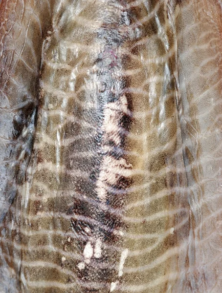 Piel de pescado cortado —  Fotos de Stock