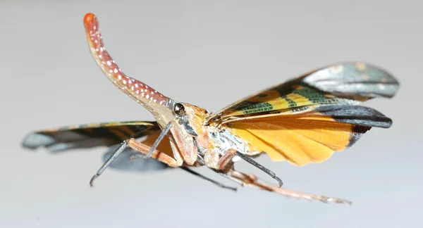 Mosca insecto linterna volando — Foto de Stock