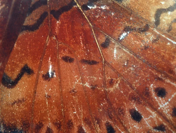 Vlinder vleugels detail — Stockfoto