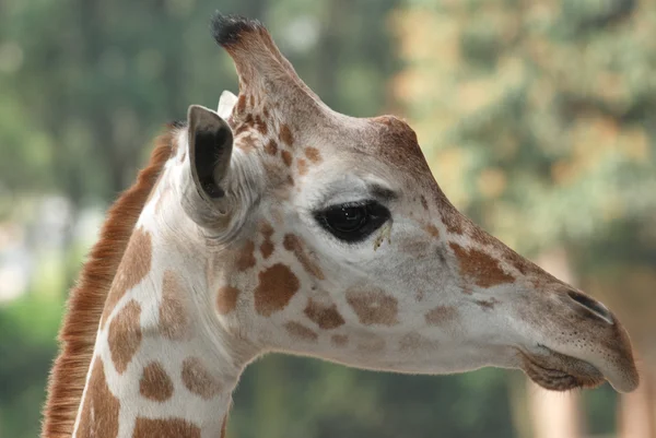 Cabeça de girafa animal — Fotografia de Stock