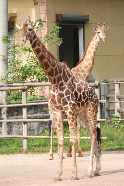 Två giraff — Stockfoto