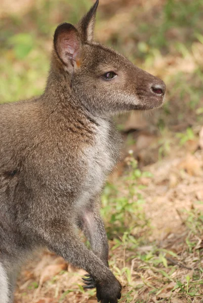 Dierlijke kangoeroe — Stockfoto
