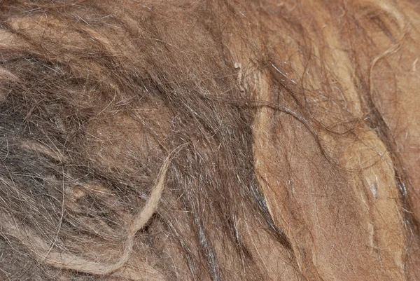 Piel de guanaco animal salvaje —  Fotos de Stock