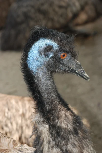 Retrato de ave avestruz — Foto de Stock