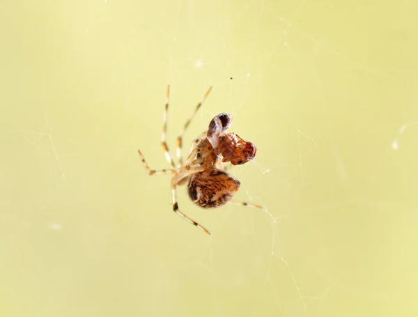 Паук ловит муравья в сети — стоковое фото
