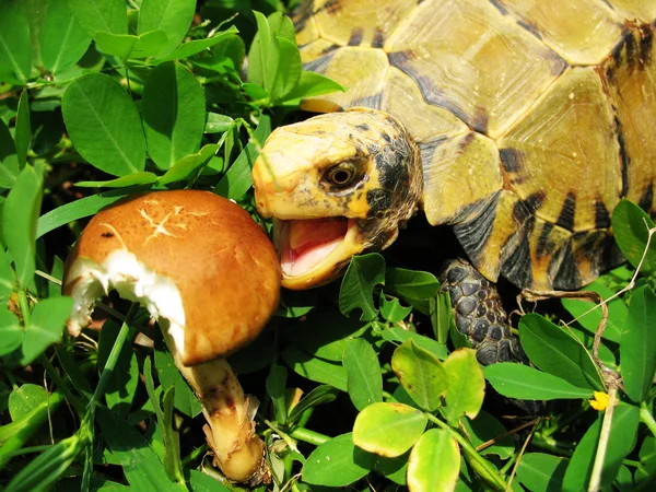 Pet turtle Impressed tortoise eat mushroom — Stock Photo, Image
