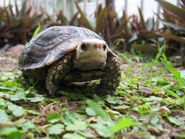 Żółw żółtogłowy zwierzę żółw żółtogłowy — Zdjęcie stockowe