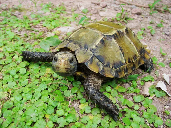 Εντυπωσιασμένος χελώνα κατοικίδιο ζώο χελώνα — Φωτογραφία Αρχείου