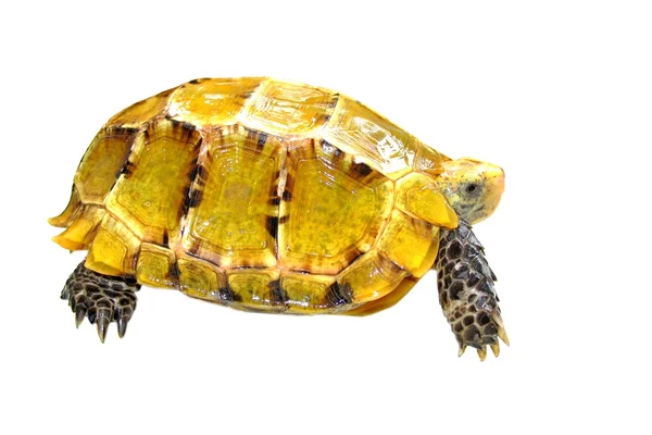 Sällskapsdjur Havssköldpadda impressa imponerad sköldpadda — Stockfoto