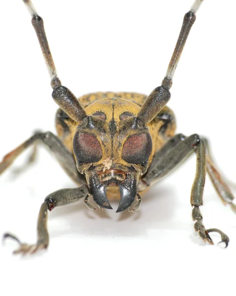 곤충 긴 뿔 딱정벌레 — 스톡 사진
