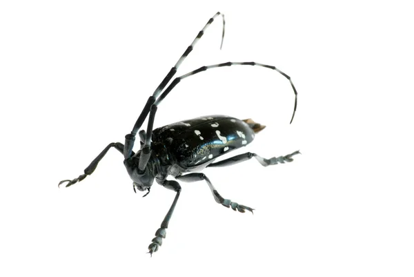 Длиннорогатый жук — стоковое фото