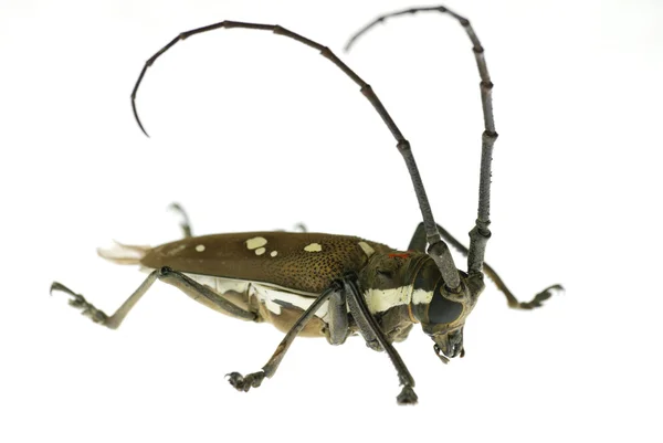 Insekt långa horn skalbagge — Stockfoto