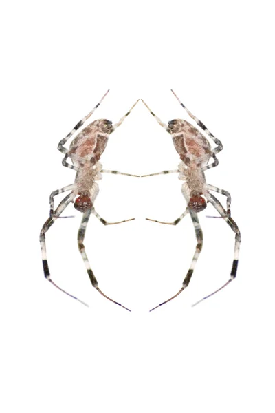 Hayvan örümcek izole — Stok fotoğraf