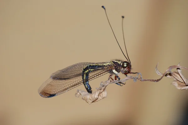 Insect uil vliegen — Stockfoto