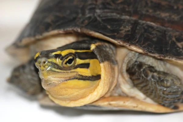 Malaj box turtle — Stockfoto