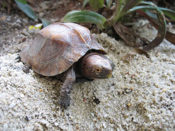 Żółw skrzynkowy — Zdjęcie stockowe