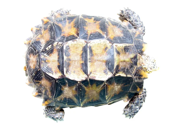 Pet turtle impressa Impressed tortoise — Stock Photo, Image