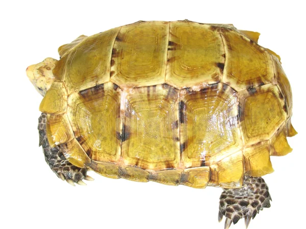 Huisdier schildpad impressa Manouria impressa — Stockfoto