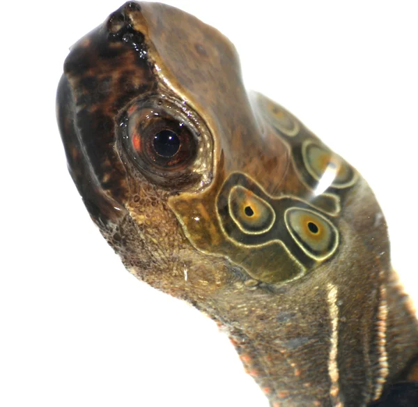 Tartaruga de quatro olhos — Fotografia de Stock
