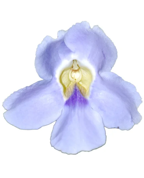 Μπλε ορχιδέα λουλούδι — Φωτογραφία Αρχείου