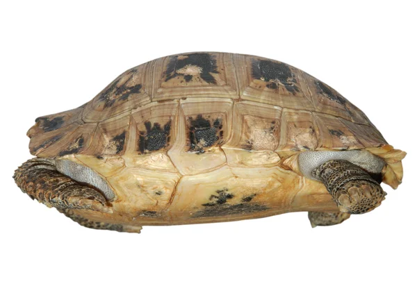 Evde beslenen hayvan kaplumbağa elongata uzun kaplumbağa — Stok fotoğraf