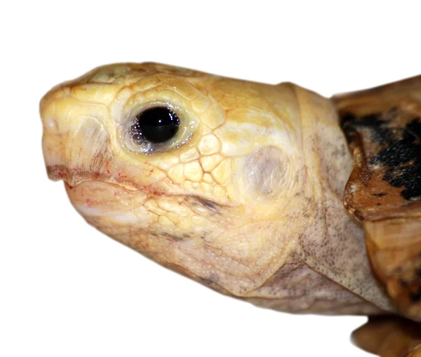 stock image Pet turtle tortoise cry