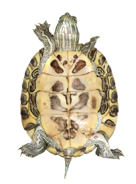 Haustier Schildkröte Rotohr-Schieberegler (trachemys scripta elegans) — Stockfoto