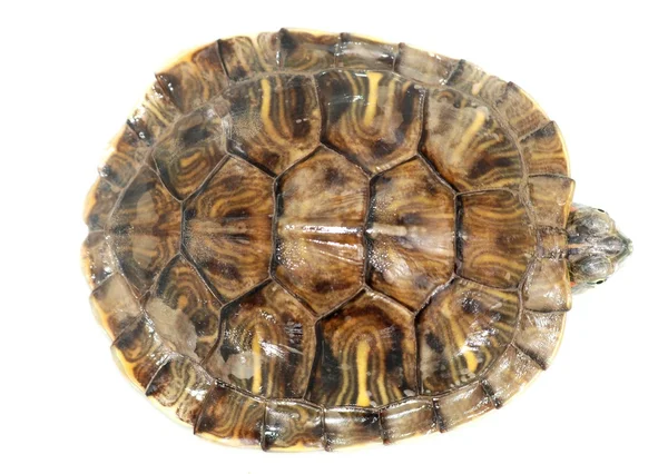 Pet tartaruga slider de orelhas vermelhas (Trachemys scripta elegans ) — Fotografia de Stock