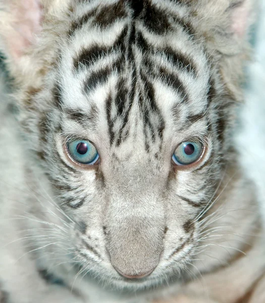 Тигрица — стоковое фото