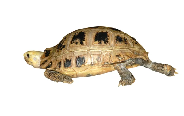 Удлиненная черепаха — стоковое фото