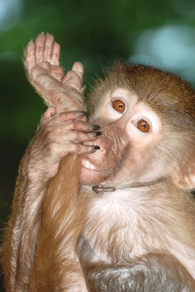 Zwierzę-małpa — Zdjęcie stockowe