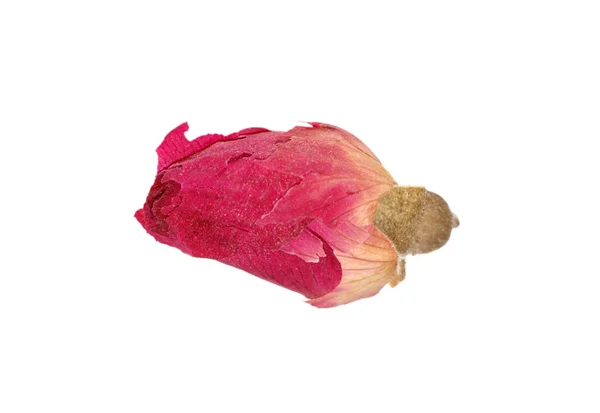 Rosa seca — Fotografia de Stock