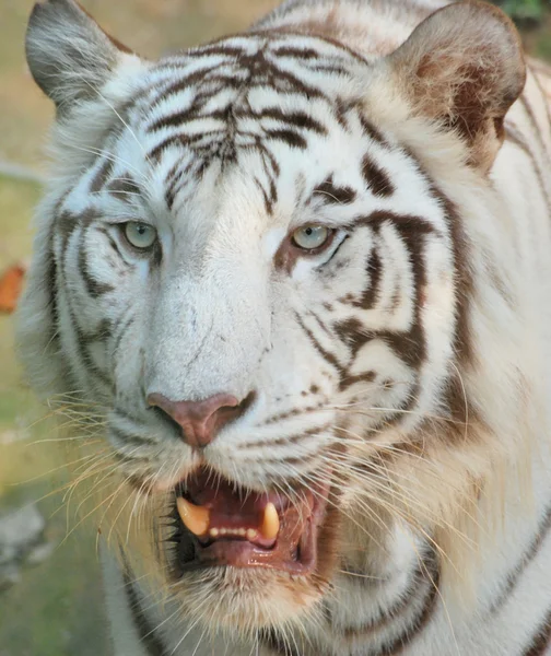 Tigre blanc Photos De Stock Libres De Droits