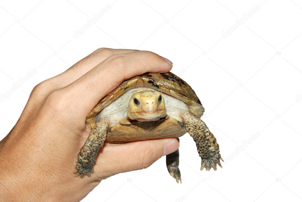 Pet turtle elongata Elongated tortoise