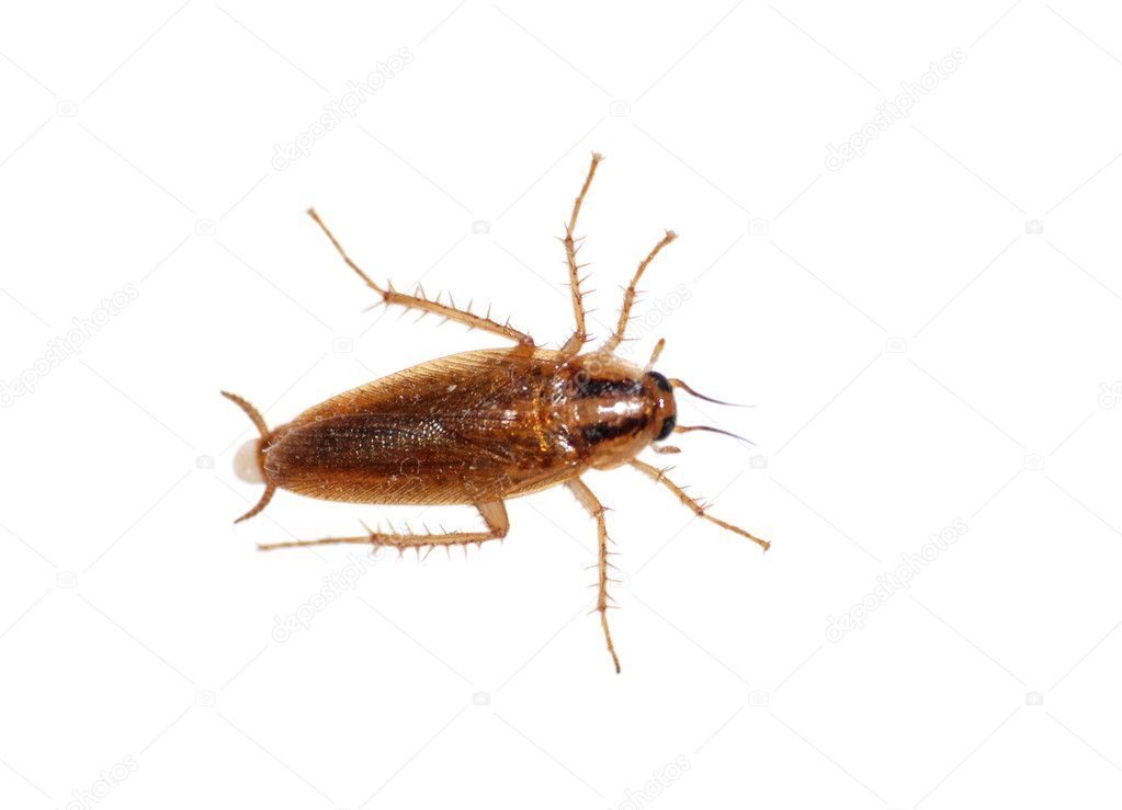 Insect cockroach