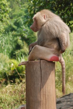 Animal monkey baboon clipart