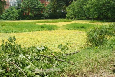 duckweed su kirliliği