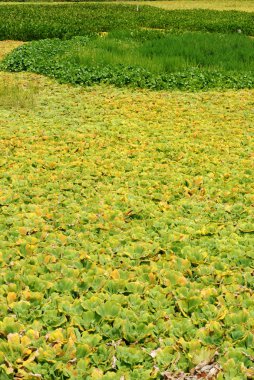 duckweed su kirliliği