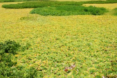 duckweed su kirliliği